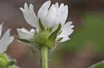 Whiteflower leafcup